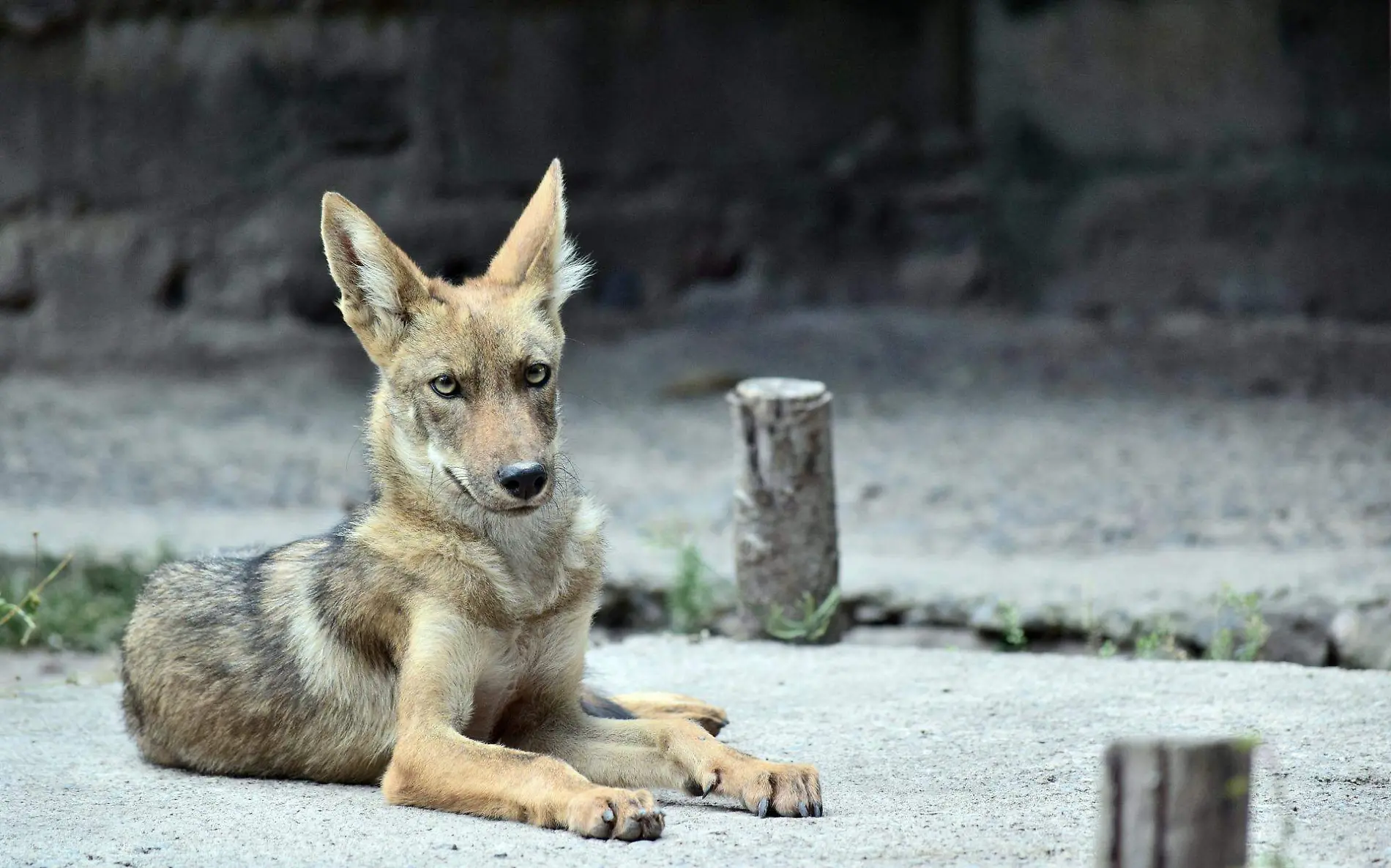 Se presume que los coyotes han bajado hasta los pasos de lancha de la Isleta Pérez por alimento Pixabay (Imagen ilustrativa) (2)